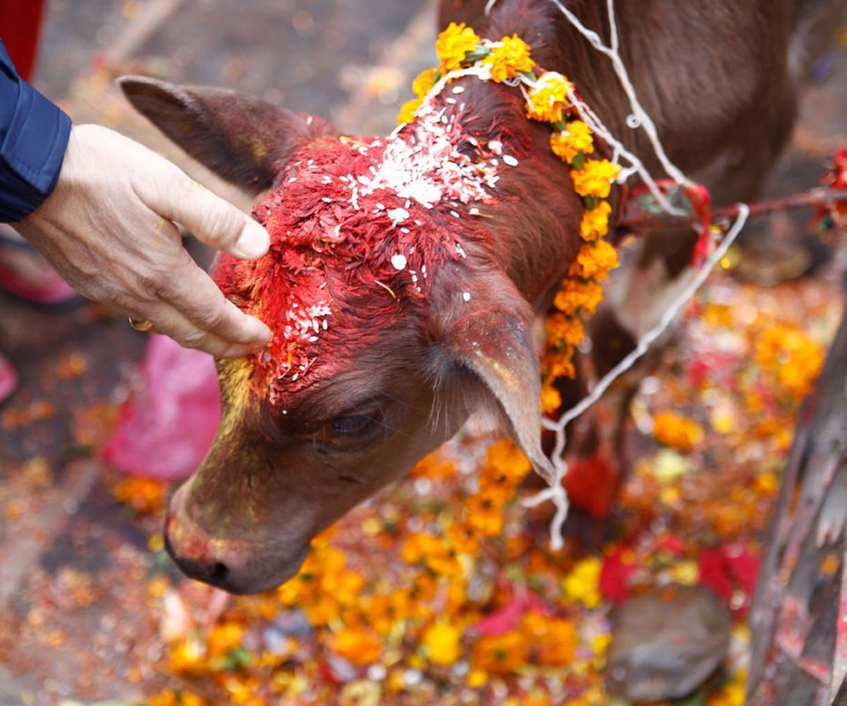 astrology remedies of cow