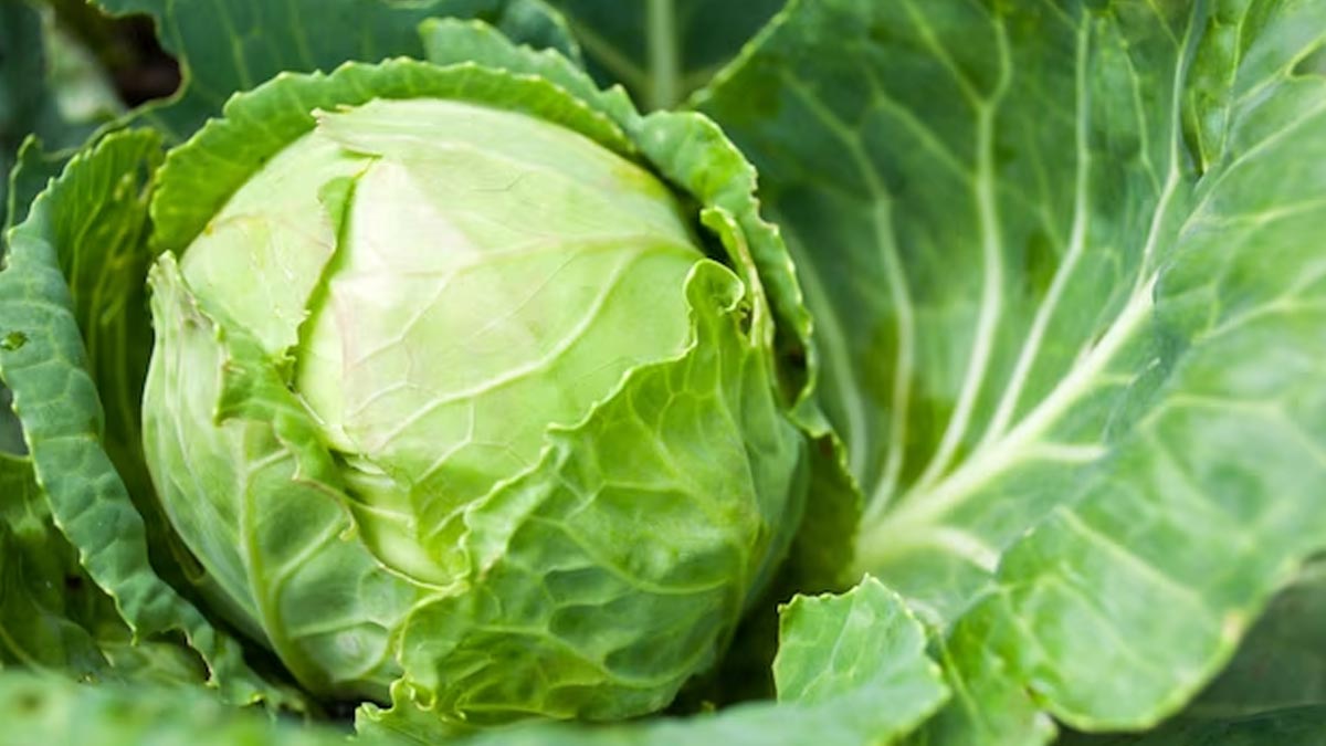 Benefits Of Cabbage முட்டைகோஸ் சாப்பிடுவதால் கிடைக்கும் ஆரோக்கிய நன்மைகள் health benefits of
