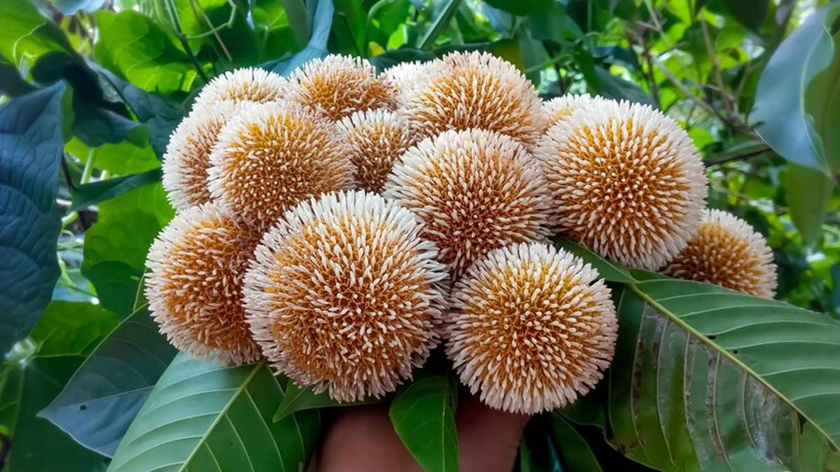 favourite flower of lord vishnu