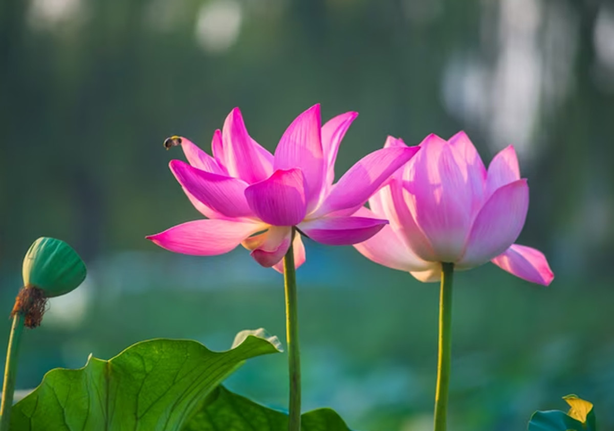 favourite flower of vishnu ji