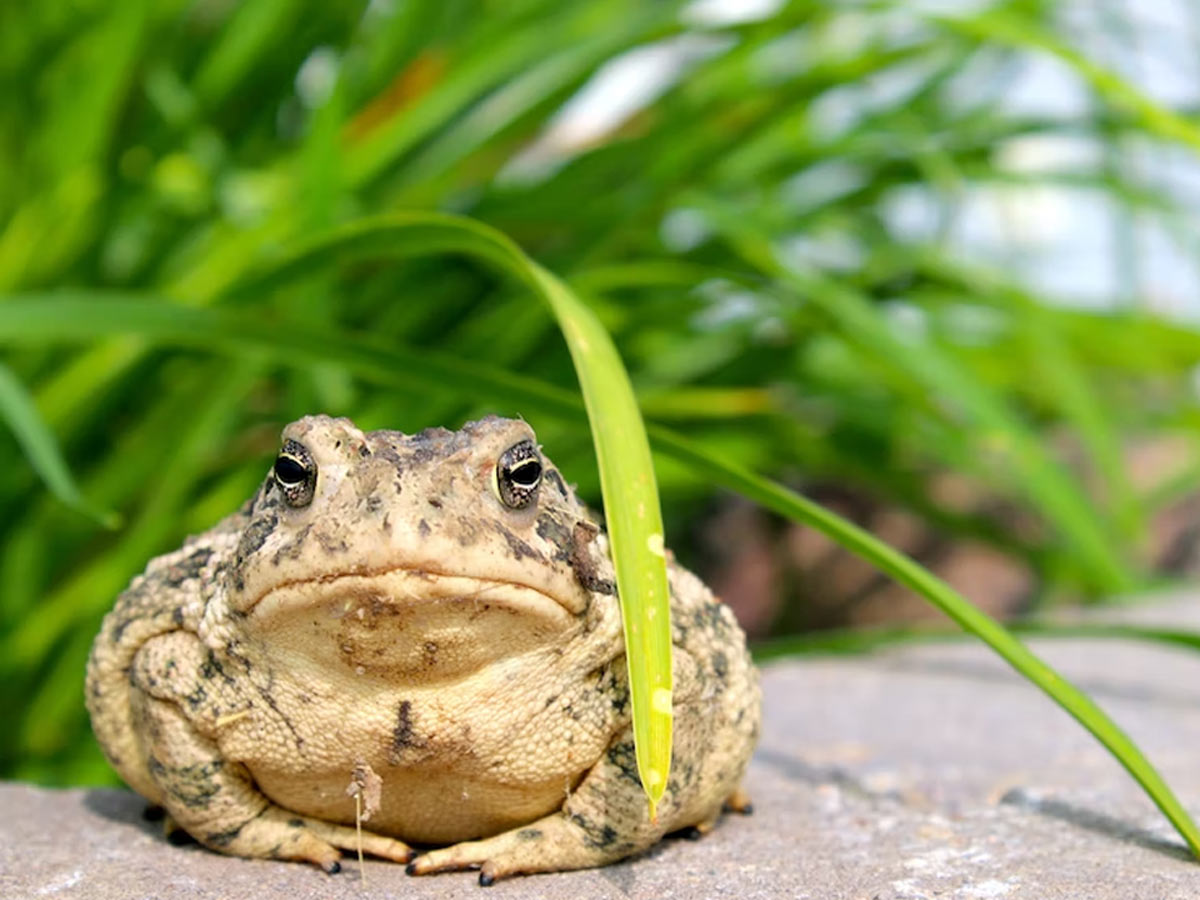 frog at main door