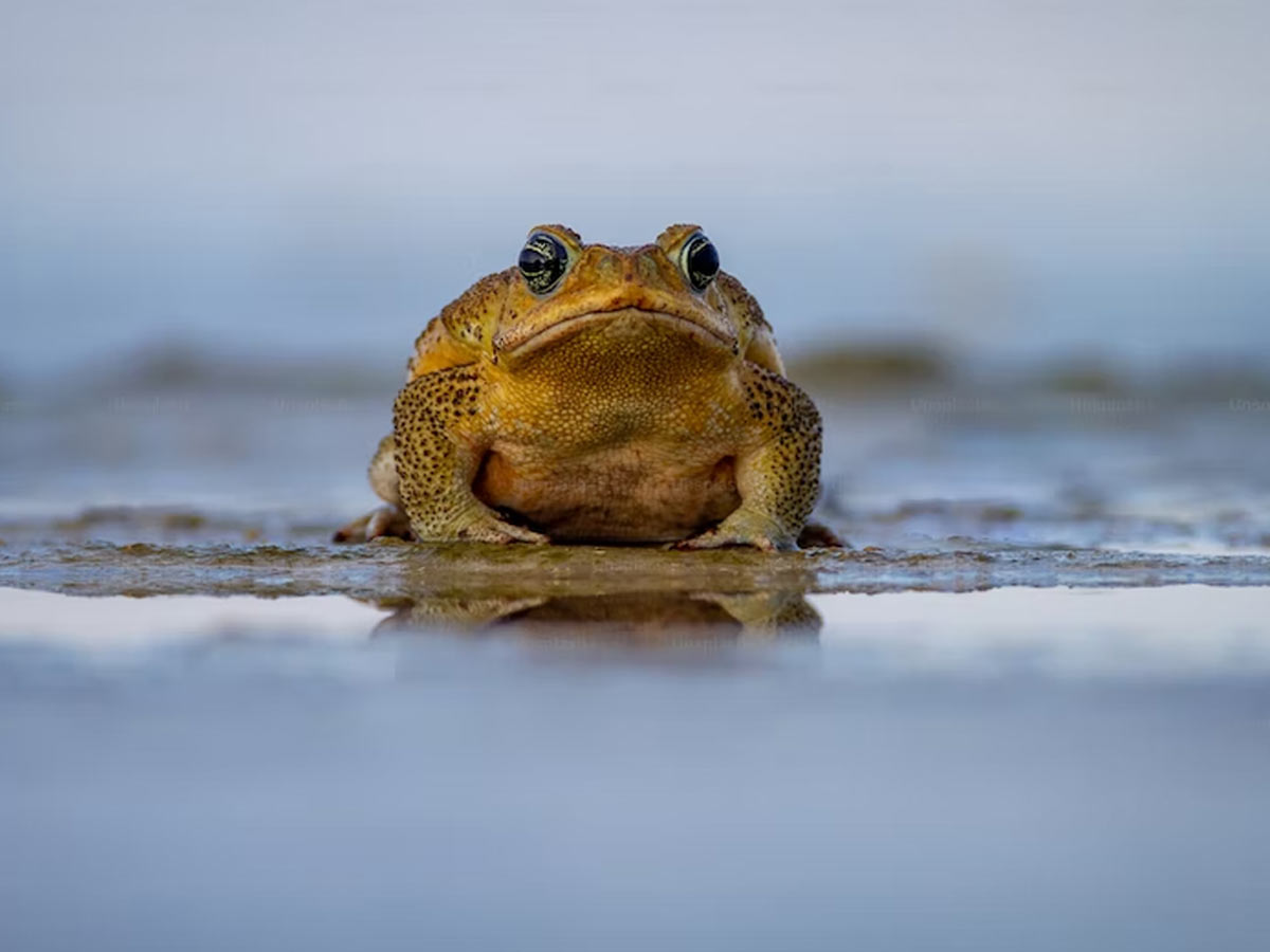 frog meaning in hindi
