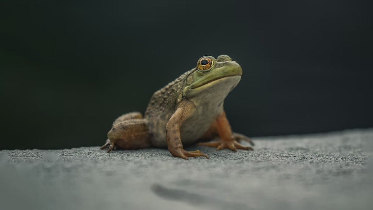 Meet the Incredible Creatures that Signal the Arrival of Monsoon in India |  Weather.com