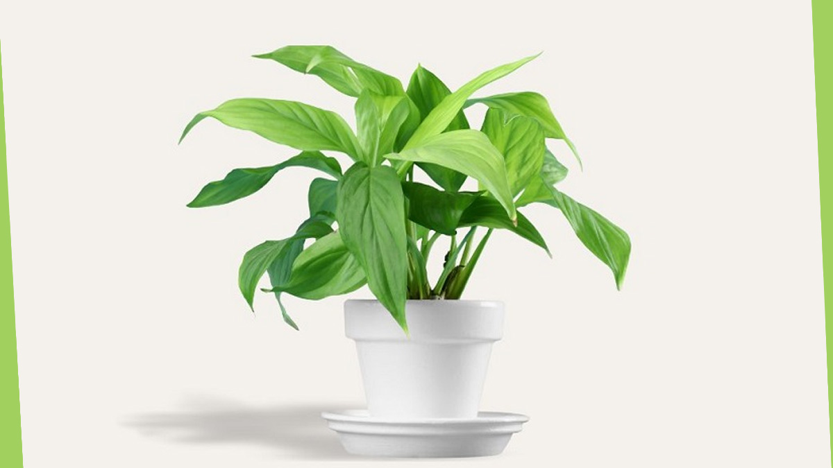 How To Grow Black Turmeric Plant How To Grow Black Turmeric Plant
