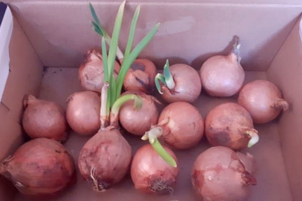 how to prevent onions from sprouting in summer ideas