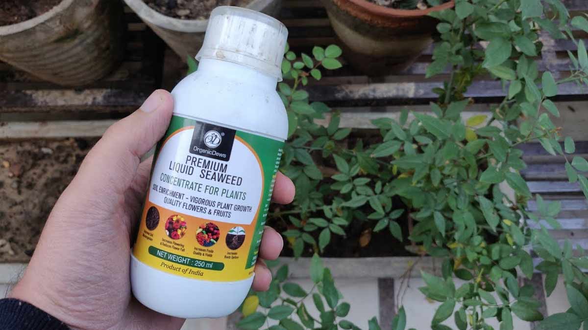 know what is seaweed fertilizer and how to use