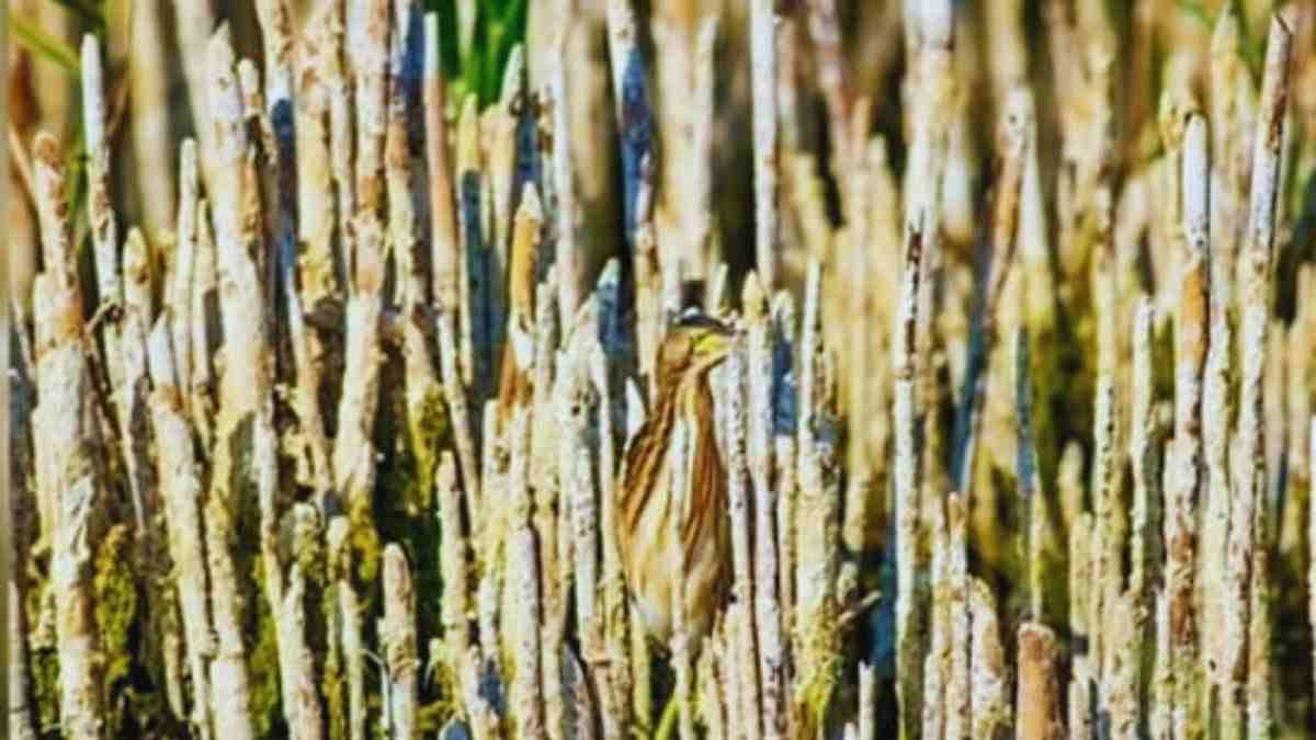 optical illusion bird