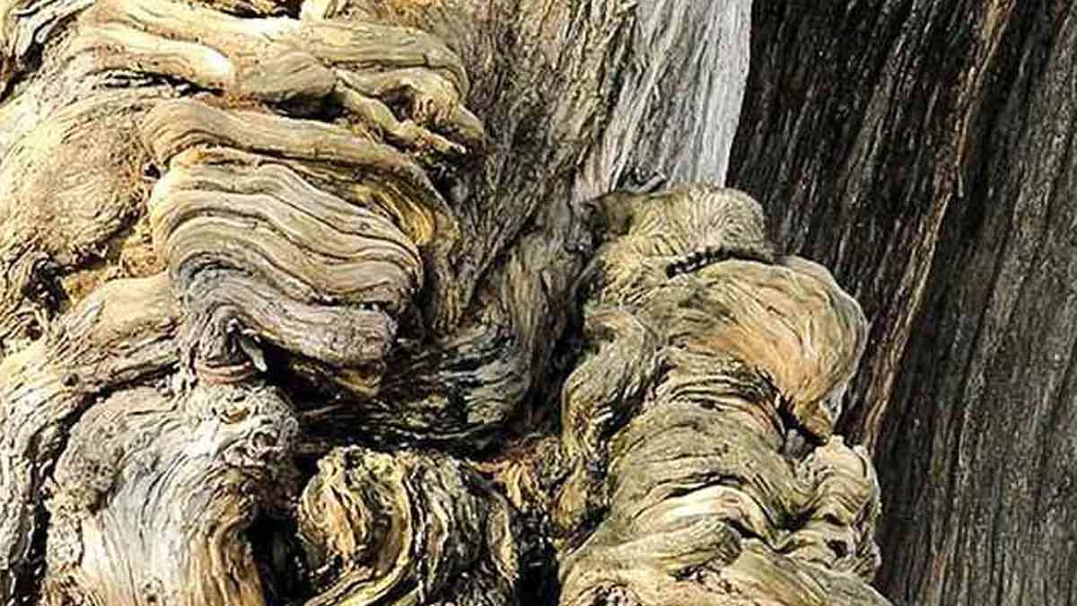 optical illusion cat