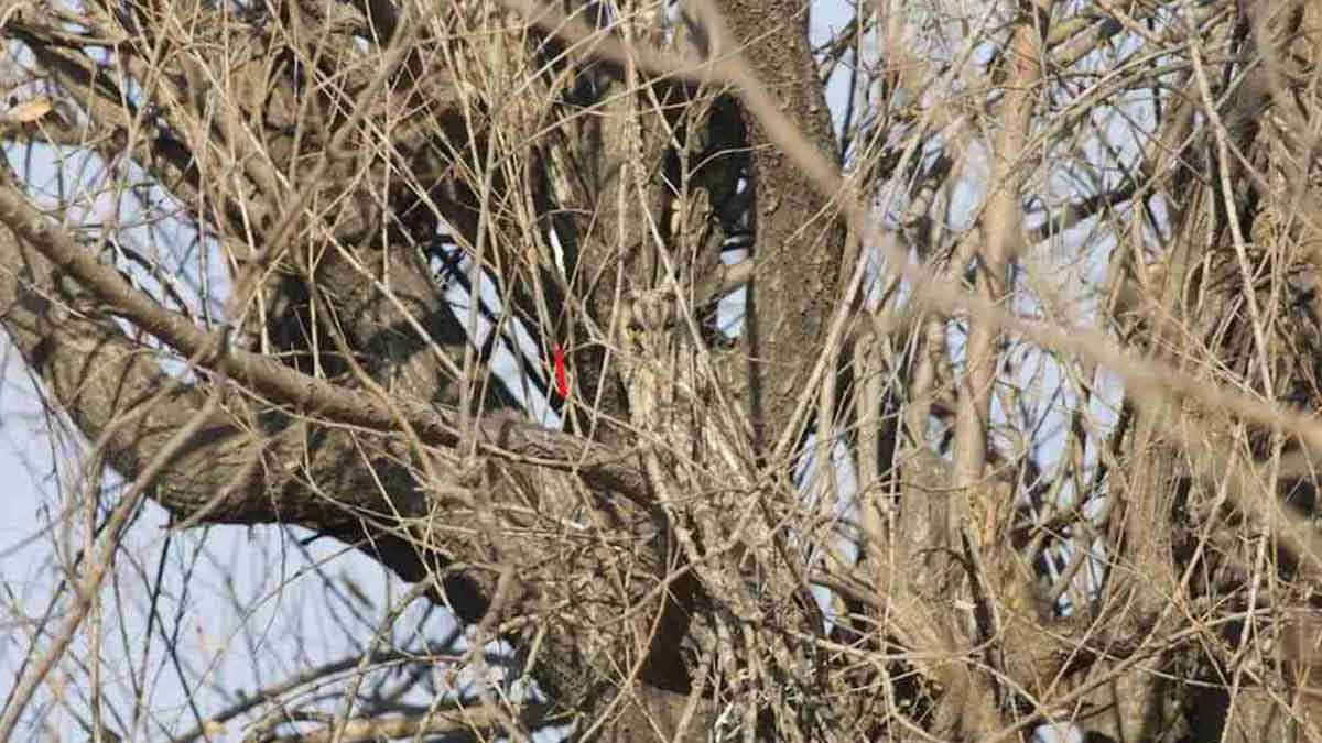 optical illusion owl