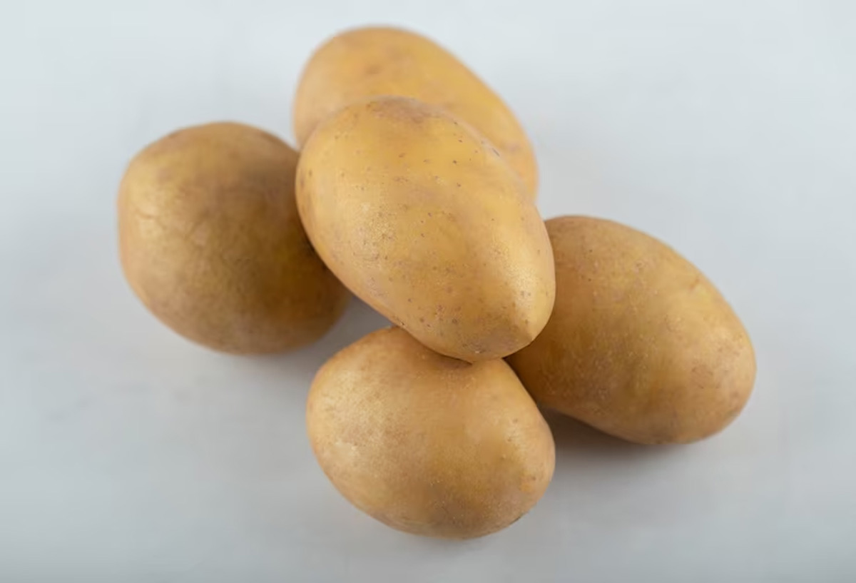 potato different variety