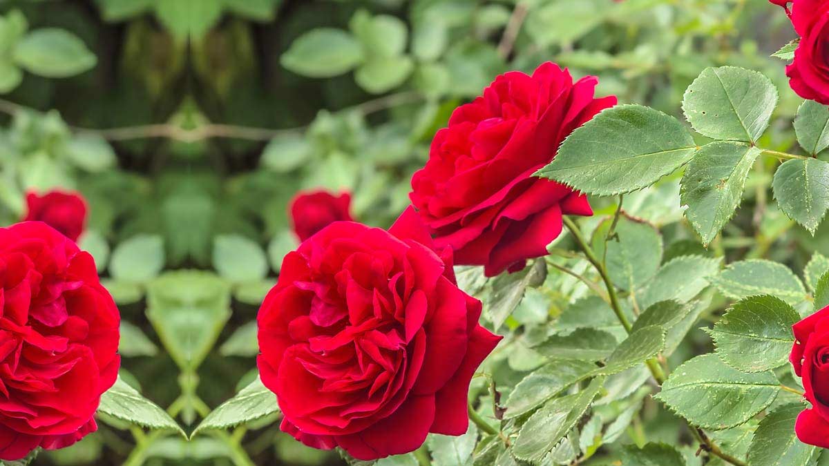 rose plant caring tips