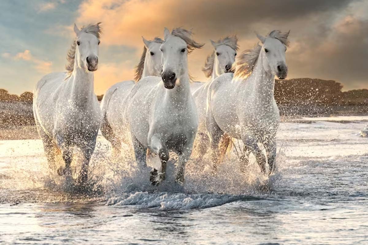 running horse wallpapers