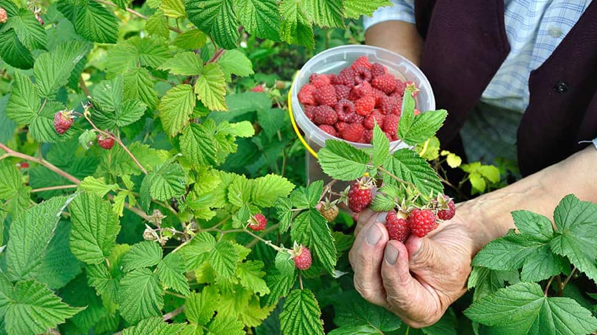 गार्डन में आप भी आसानी से उगा सकते हैं रास्पबेरी, जानें कैसे how to