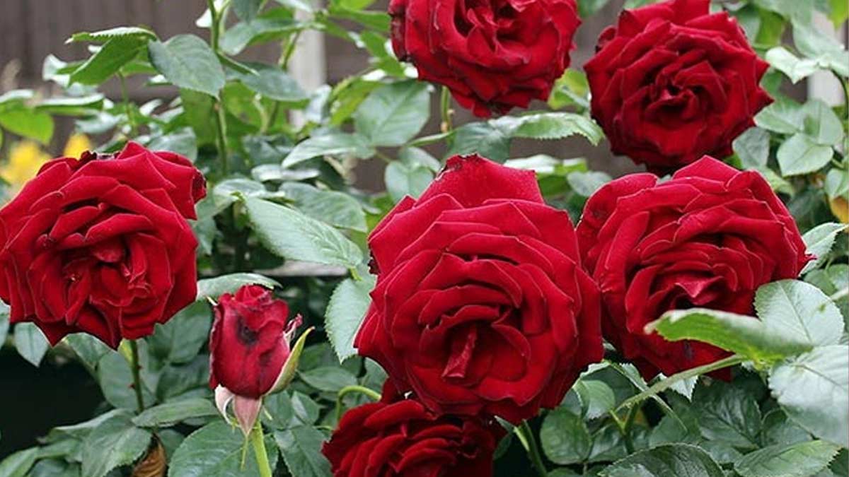 गुलाब के पौधों के लिए इन 4 तरीकों से बनाएं खाद, खिल उठेंगे फूल   