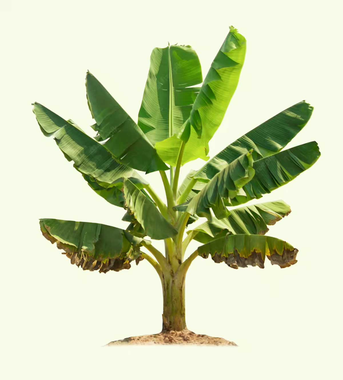 trees list in which god and goddess resides