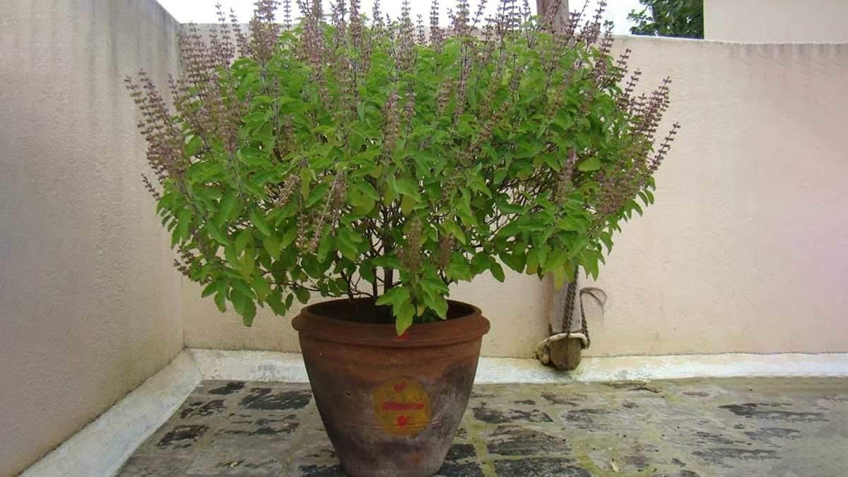 tulsi plant remedies for money benefits