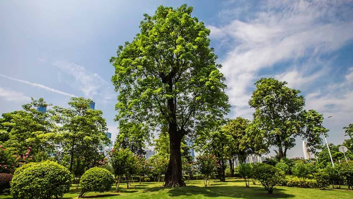 आम के पत्ते से लेकर लकड़ी तक क्या है हिंदू धर्म में इसका महत्व