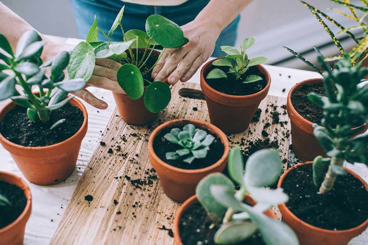 what is seaweed fertilizer and how to use tips