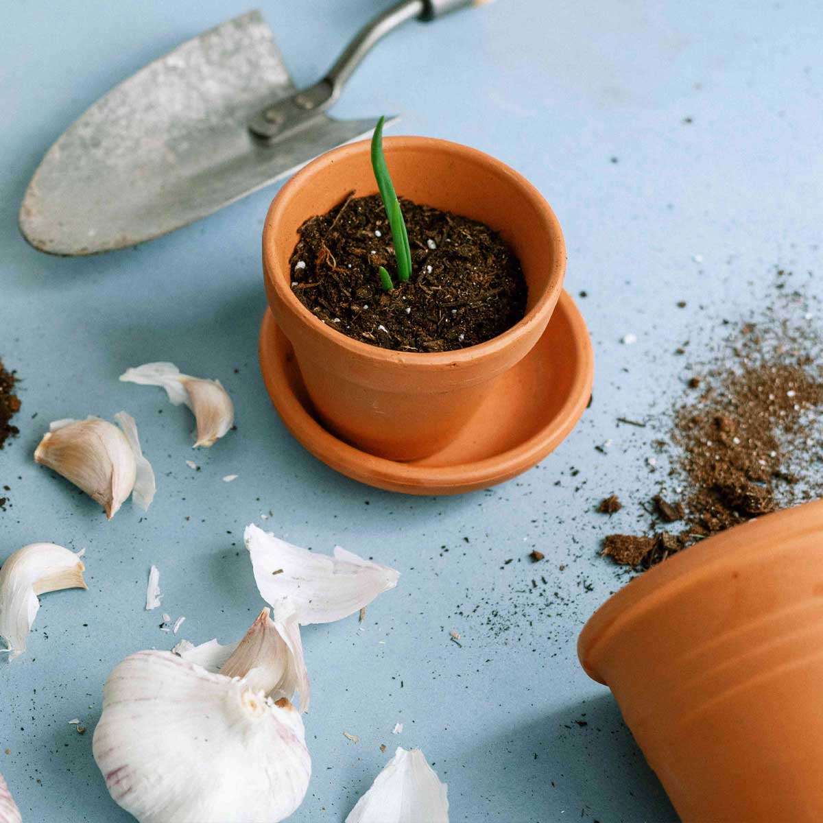  best and cheapest ways to grow garlic at home in pot