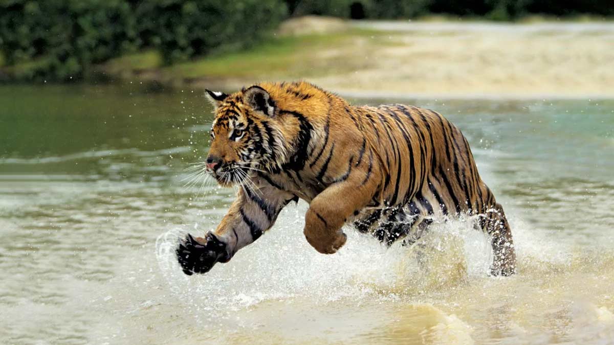 Bengal Tiger Know bengal-tiger-know