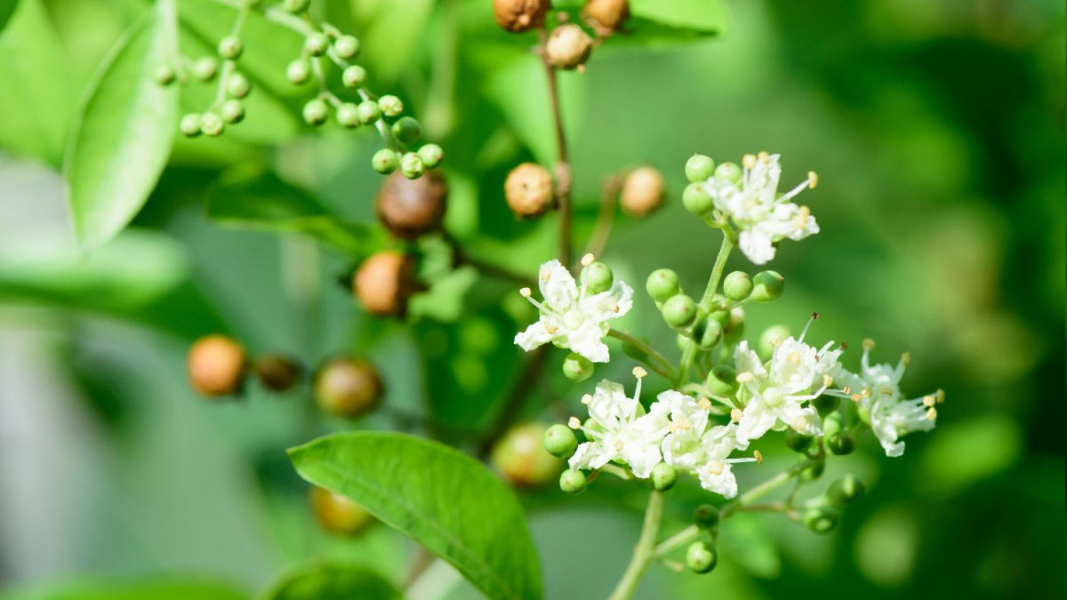 Henna / Mehendi (Maruthani) Live Plant