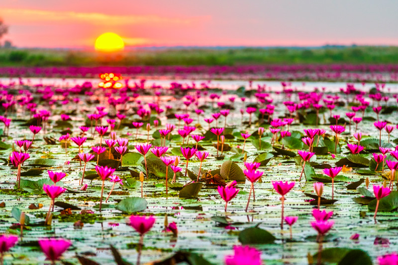 Lotus Lake