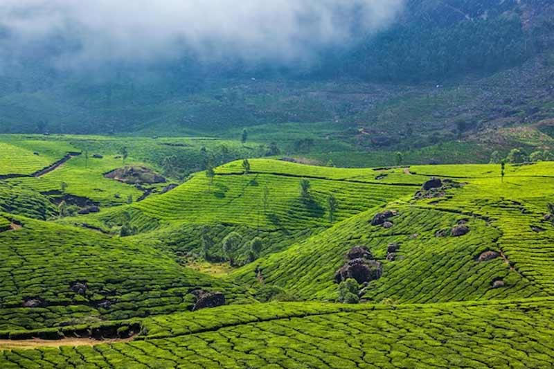 Top 5 Must-visit Hill Stations Near Kochi For A Perfect Getaway 