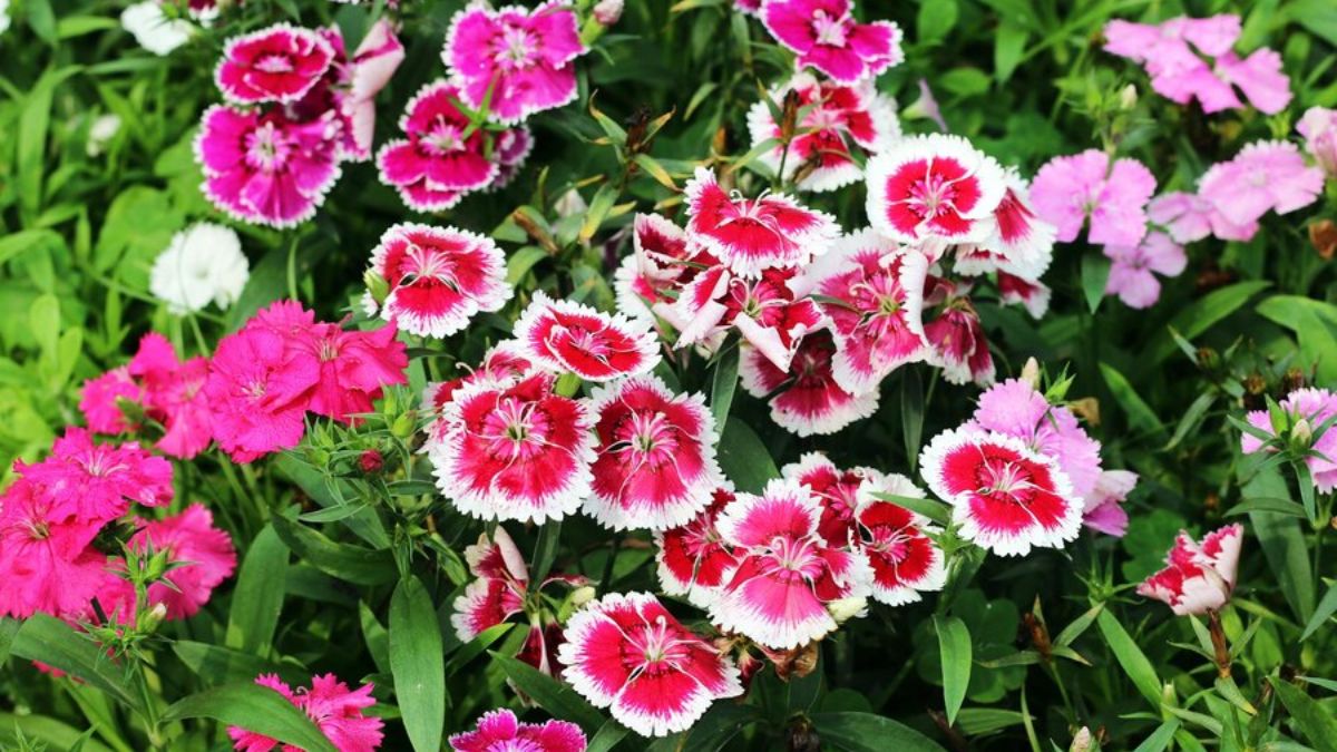 Plants that grow fast indoor