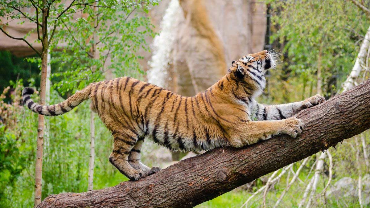 Where Are Bengal Tigers Found