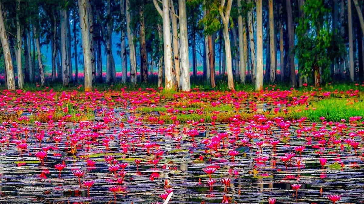 Where Is Lotus Valley Or Lake