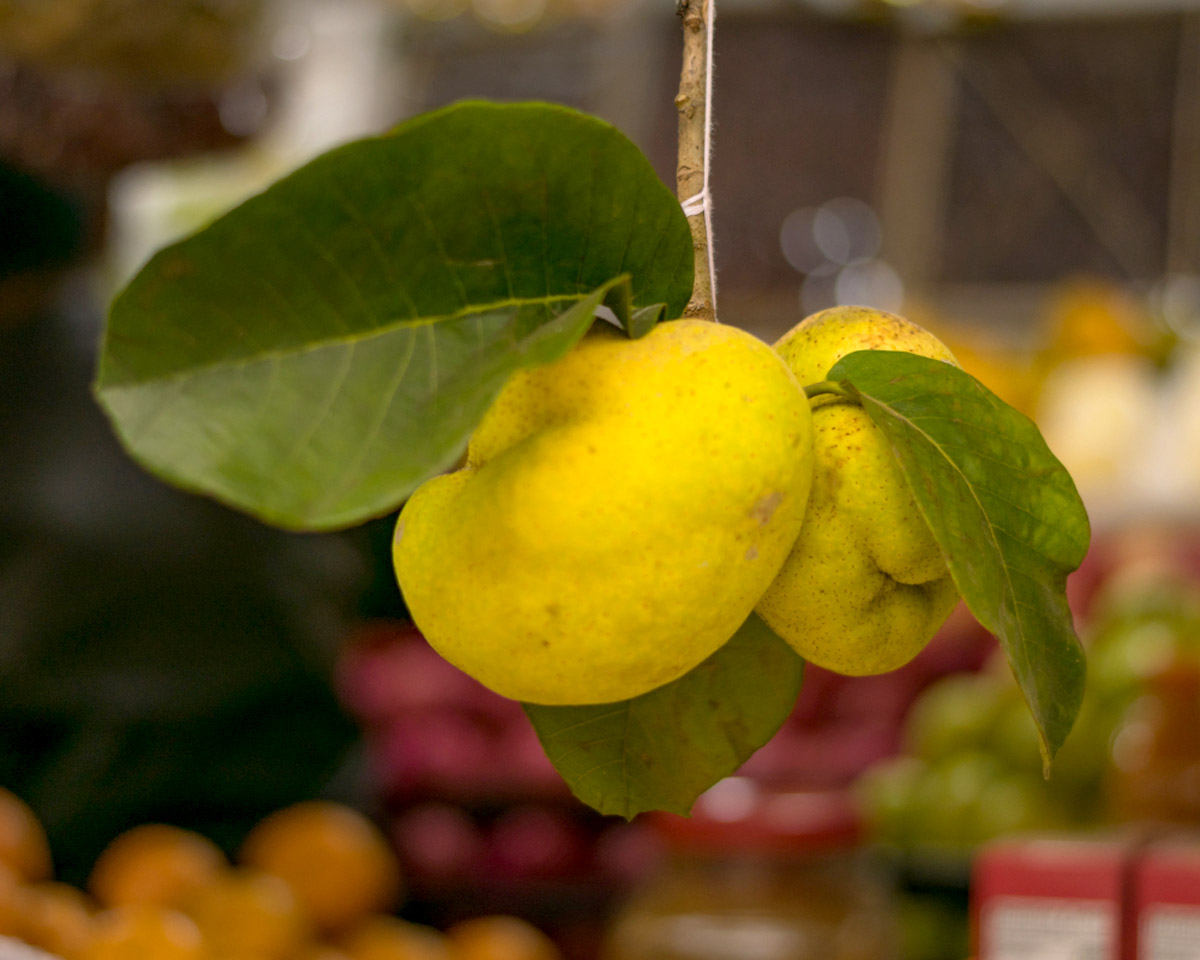 benefits of monkey jack fruit in hindi