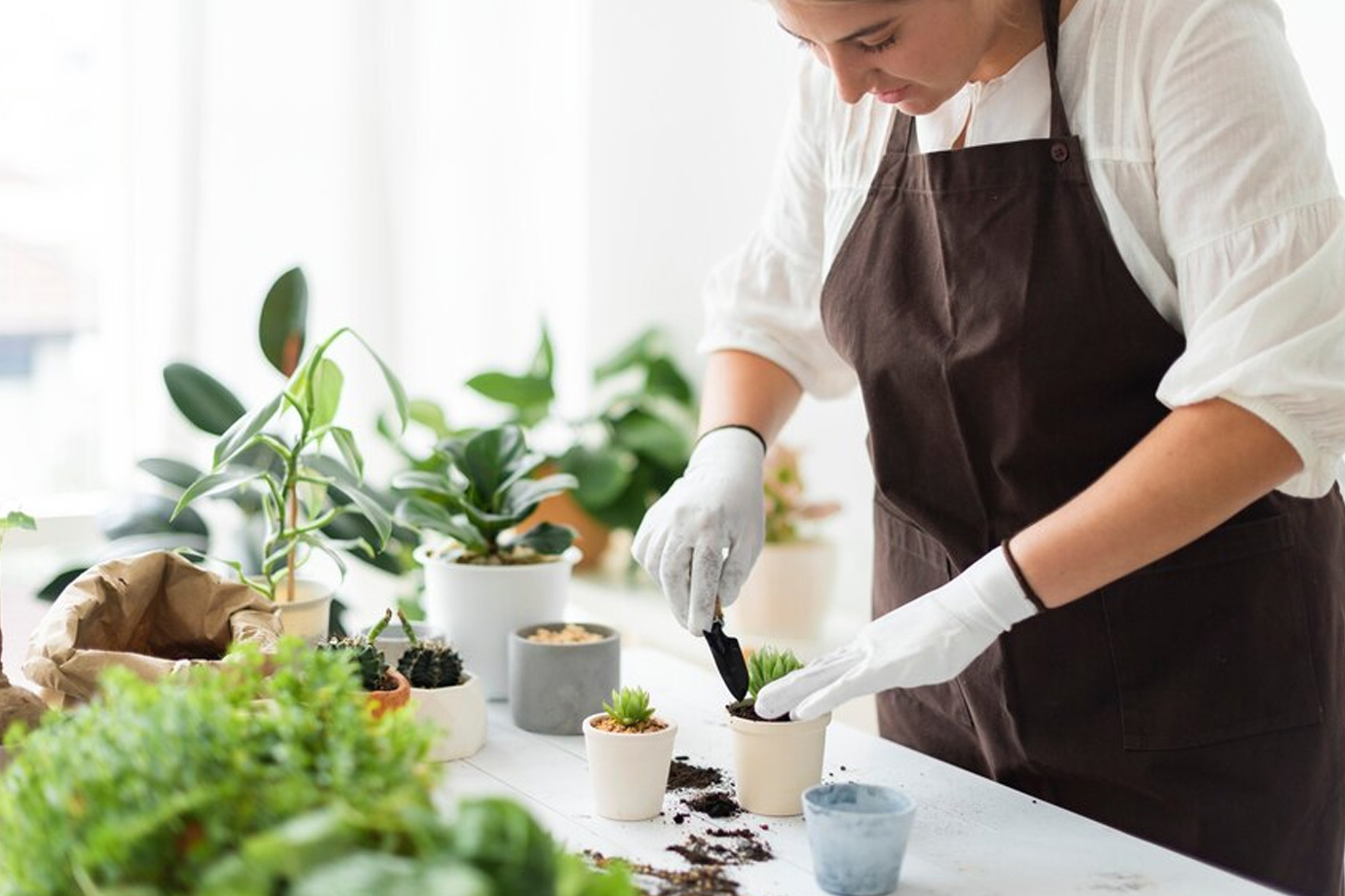 Gardening tips सितंबर में घर पर बोई जाने वाली सब्जियां कहां से लें