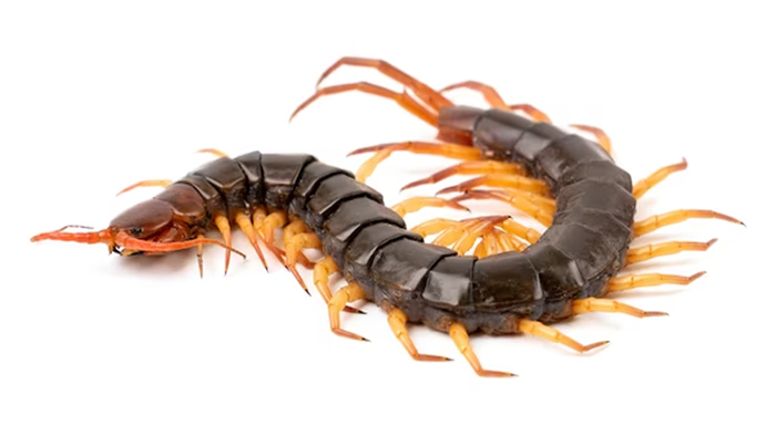 centepede vastu tips for home