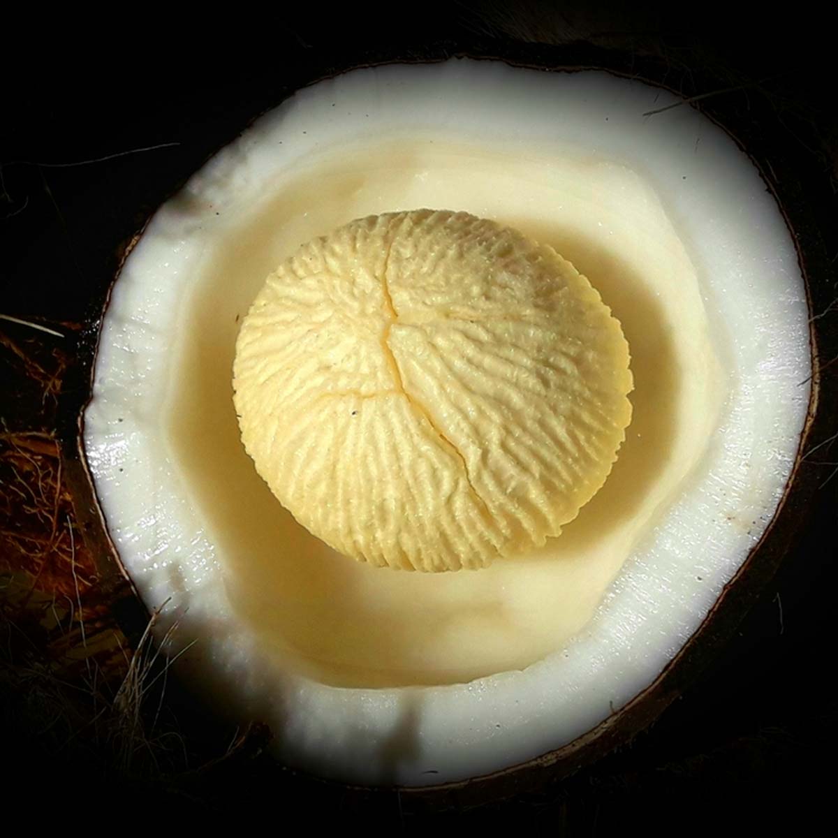 coconut embryo benefits