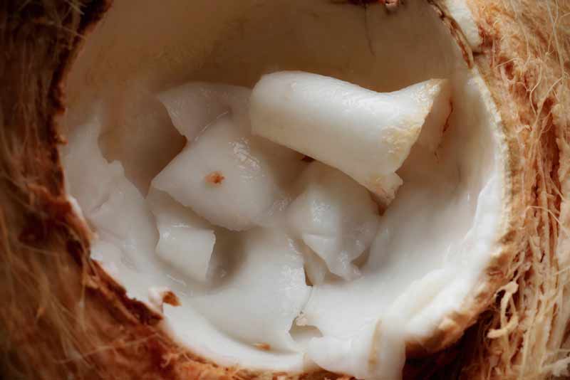 coconut flesh
