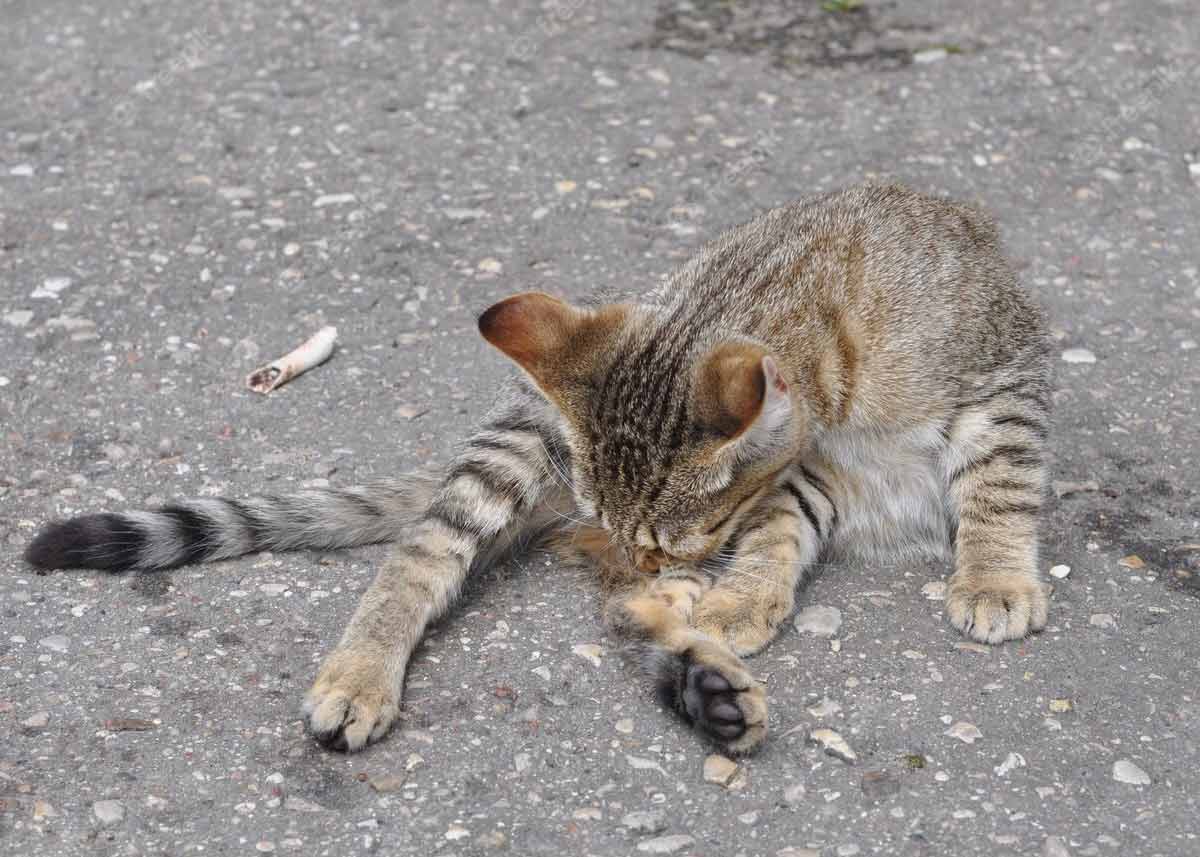 Dead Cat Meaning रास्ते में मरी हुई बिल्ली को देखना देता है कुछ विशेष