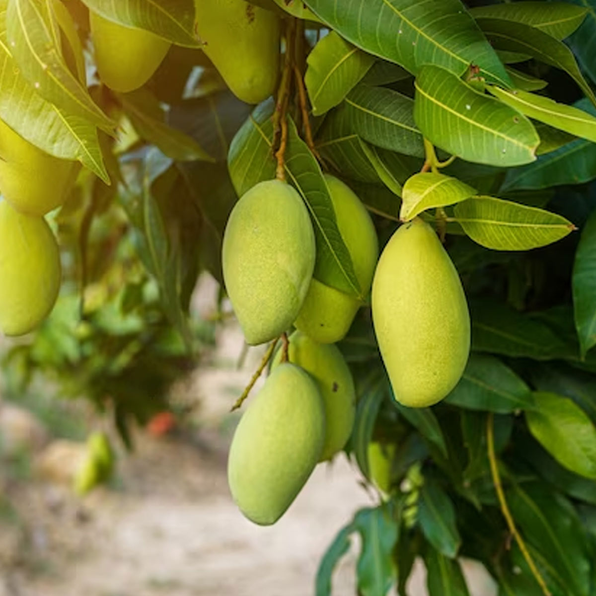 diabetes ancient cure