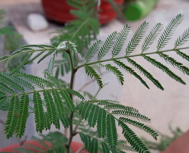 dried shmai plant astrology