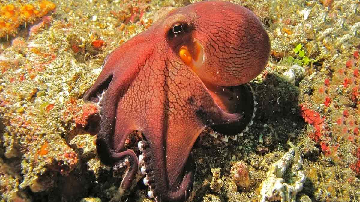 facts about octopus