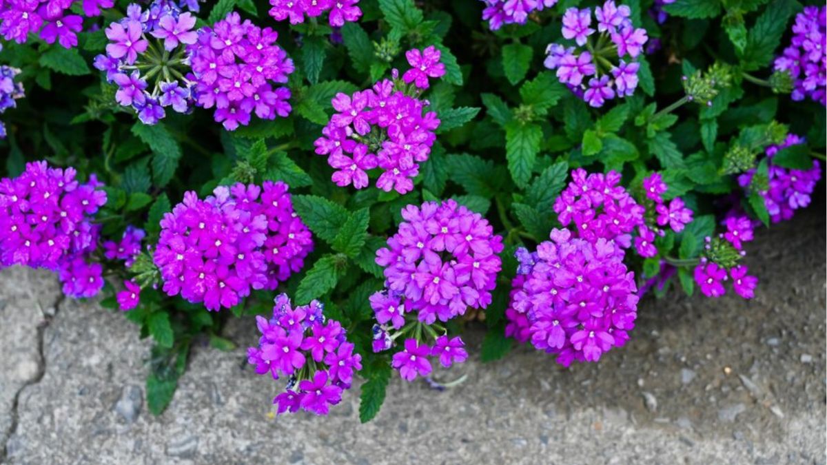 fast growing flowers from seed indoor