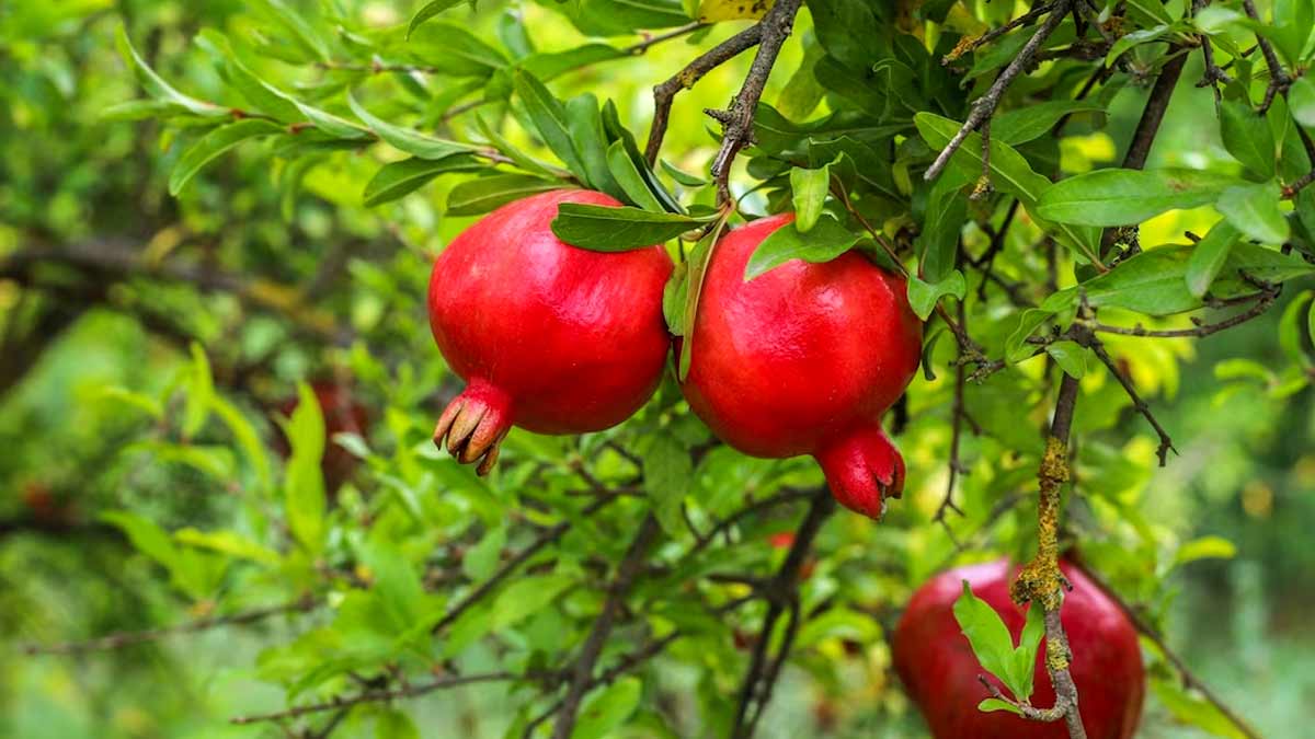 अनार के पौधे से नहीं गिरेगा एक भी फल अगर करेंगी ये काम how to control