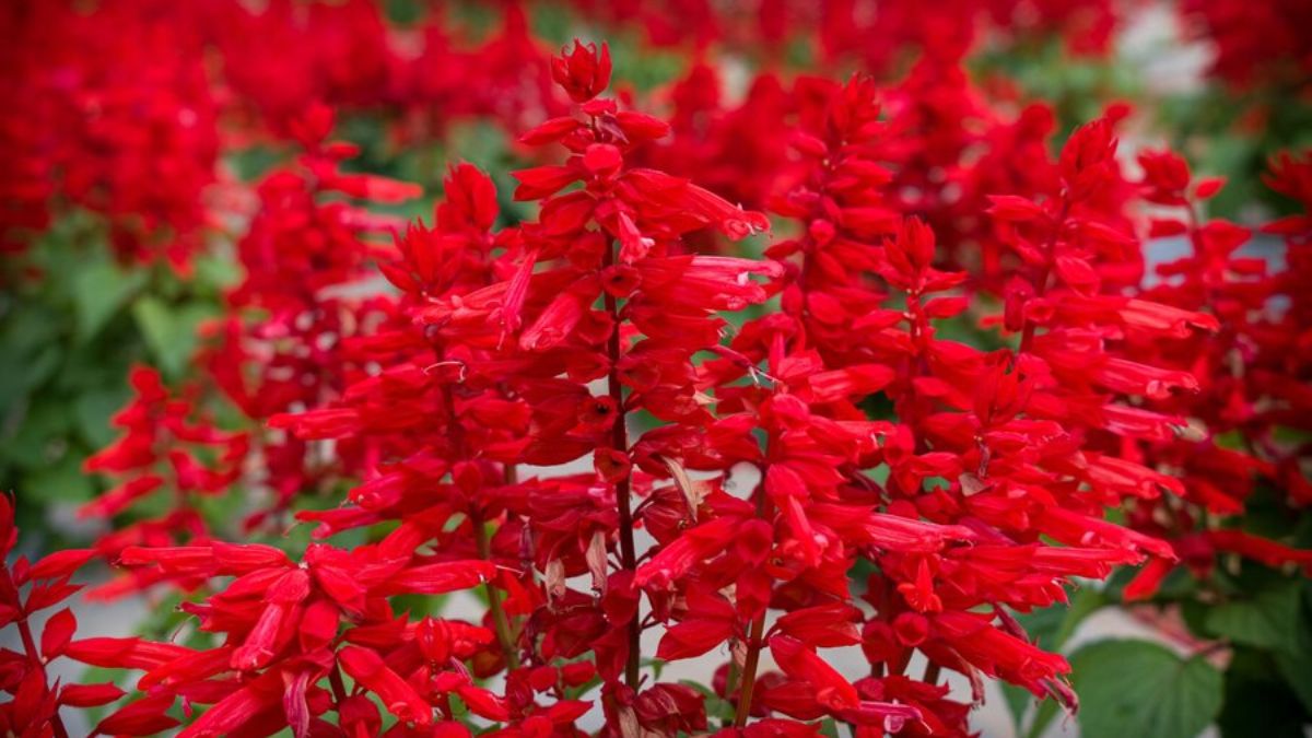 gardening ideas in hindi