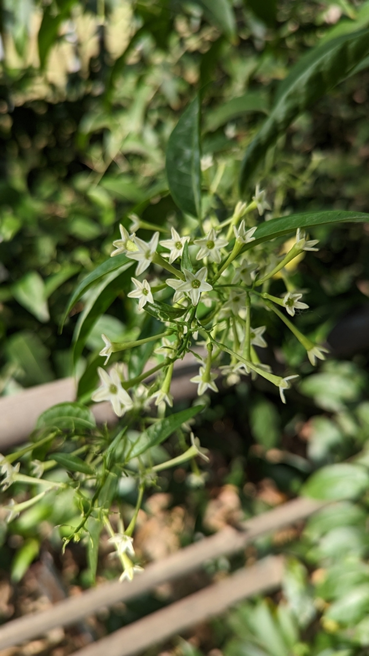 gardening tips for home