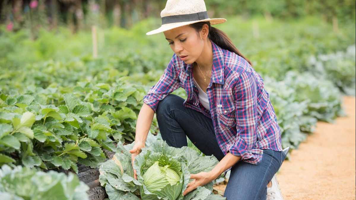 Gardening tips सितंबर में घर पर बोई जाने वाली सब्जियां कहां से लें