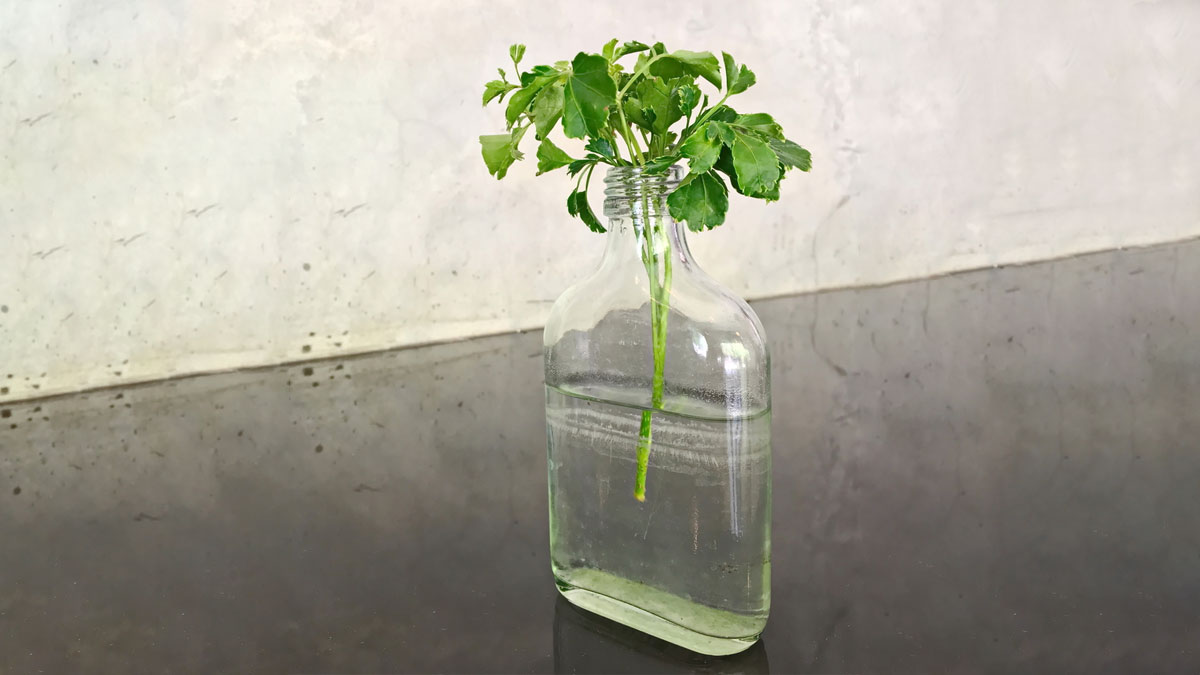 grow coriander in a bottle