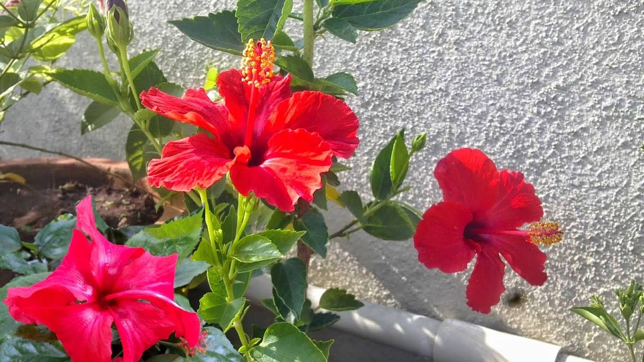 gudhal ka paudha kaha lagaye