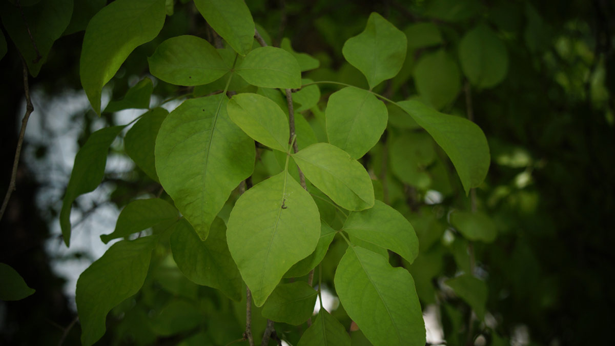 how many leaves in bel patra