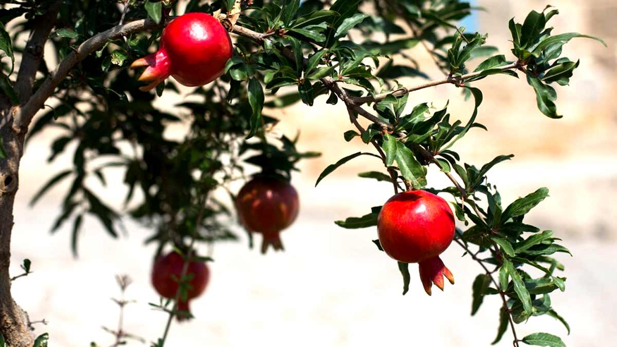 अनार के पौधे से नहीं गिरेगा एक भी फल अगर करेंगी ये काम how to control flower dropping in