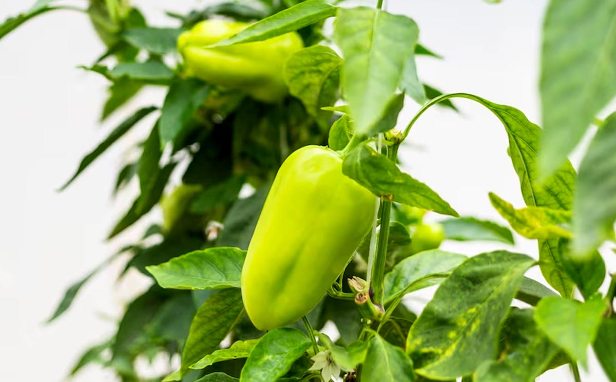 how to grow capsicum seeds