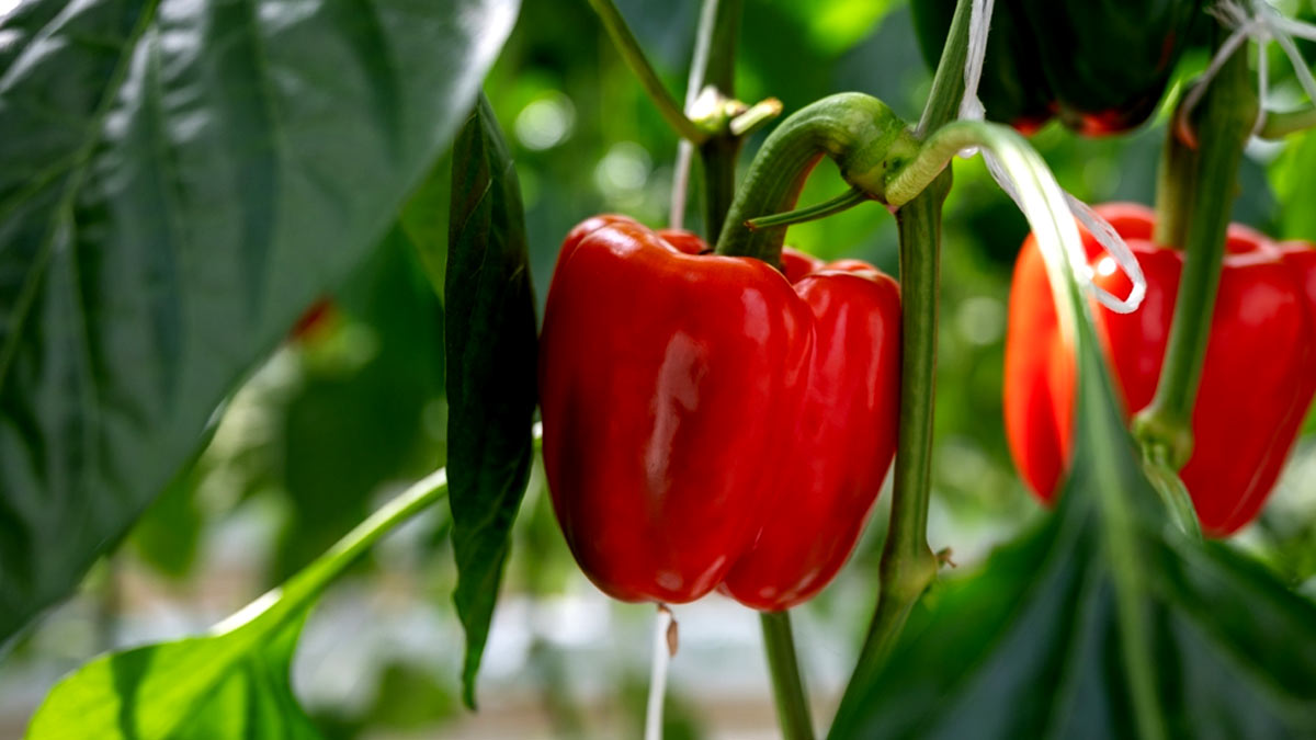 into-the-bloom-how-to-grow-capsicum-at-home-herzindagi